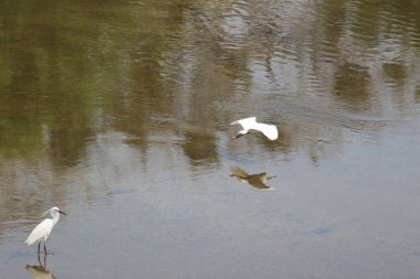 küçük beyaz heron karşı kıyısında duruyor