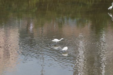 küçük beyaz heron karşı kıyısında duruyor