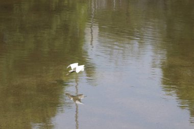 küçük beyaz heron karşı kıyısında duruyor
