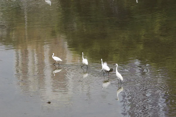 De kleine witte reiger staat op de oever tegen — Stockfoto