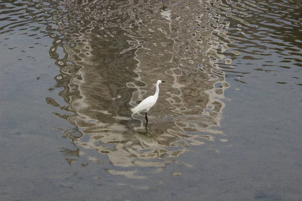 The  little white heron stands on the shore against — Stock Photo, Image