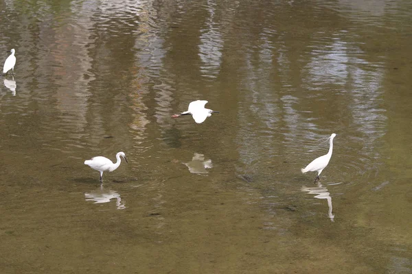 Küçük beyaz heron karşı kıyısında duruyor — Stok fotoğraf