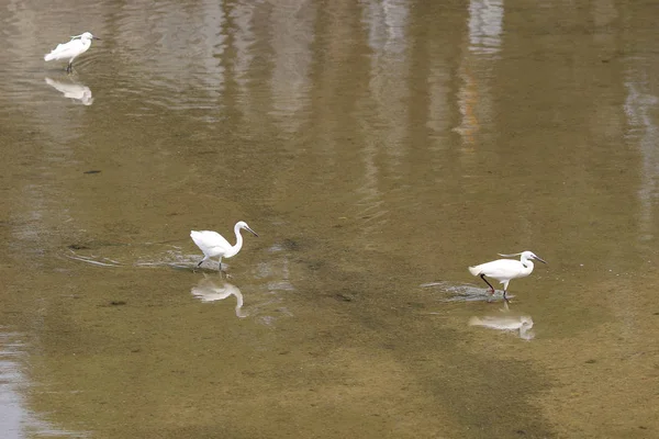 Den lilla vita heron står på stranden mot — Stockfoto