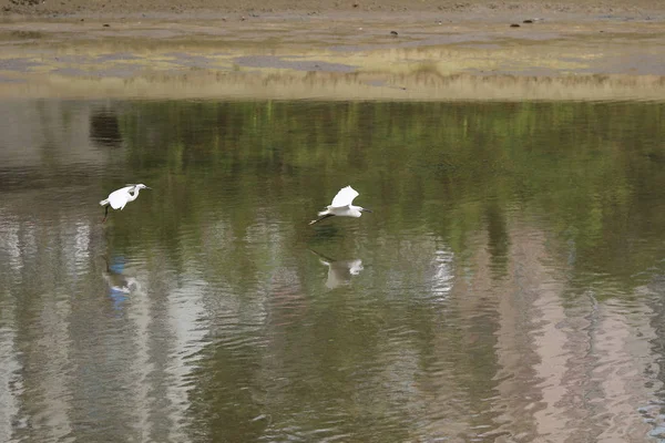 The  little white heron stands on the shore against — Stock Photo, Image