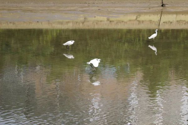 La pequeña garza blanca se levanta en la orilla contra — Foto de Stock
