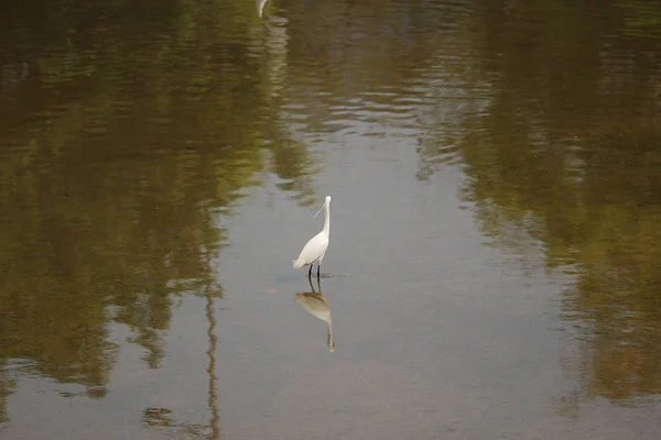 The  little white heron stands on the shore against — Stock Photo, Image