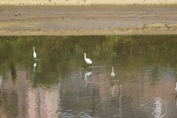 Den lilla vita heron står på stranden mot — Stockfoto