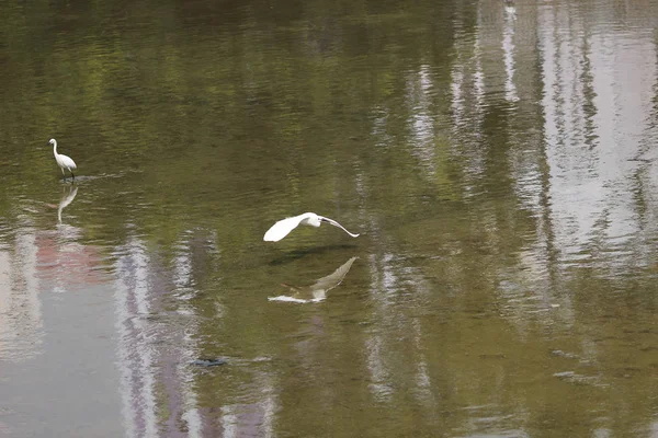 Der kleine weiße Reiher steht am Ufer gegen — Stockfoto