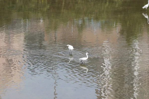 Den lilla vita heron står på stranden mot — Stockfoto