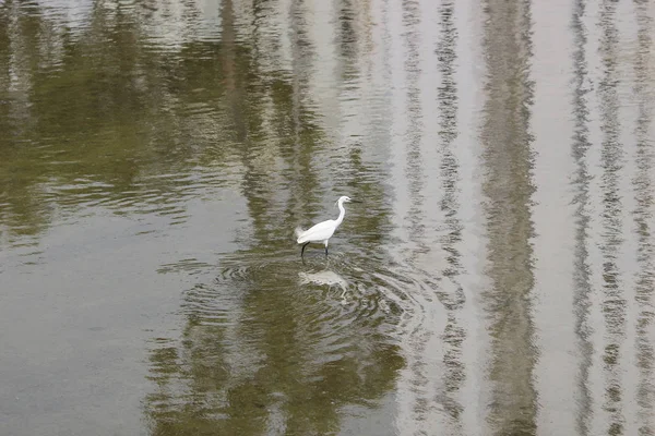 The  little white heron stands on the shore against — Stock Photo, Image