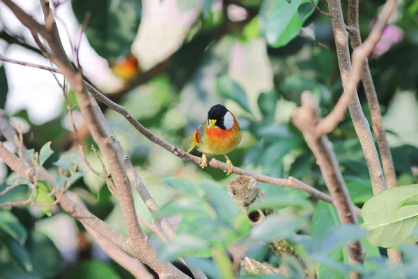 Eine silberohrmesia der schöne gelbe vogel und silber — Stockfoto
