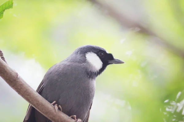 Czarny throated roześmiany pleśniawki w zoo — Zdjęcie stockowe