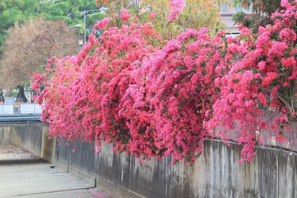 A group of bright red bougainvillea flowers — Stock Photo, Image