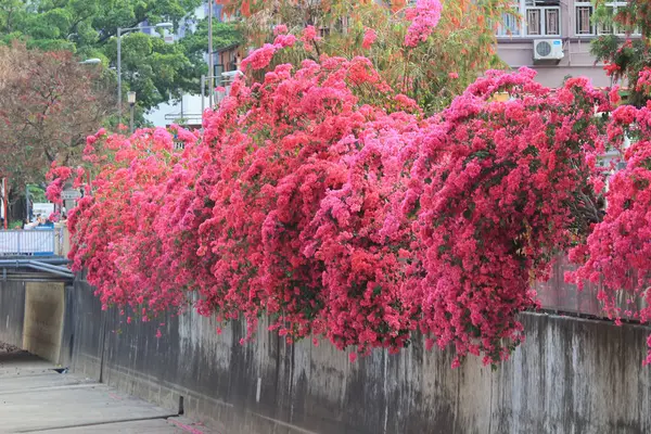 Um grupo de flores bougainvillea vermelho brilhante — Fotografia de Stock