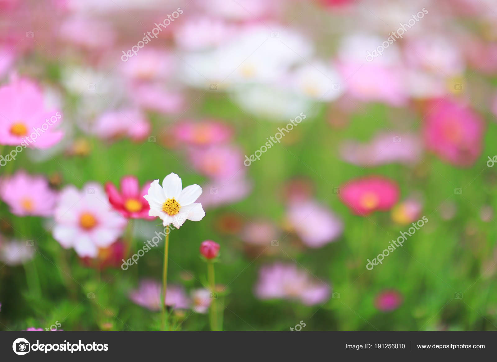 Cosmos Bipinnatus Color Flower Bed In Spring Stock Photo C Sameashk Yahoo Com Hk 191256010