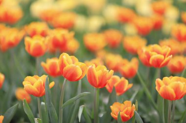 Farklı çiçek ve çiçek açan laleler hk