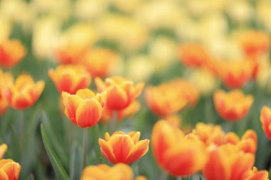 Farklı çiçek ve çiçek açan laleler hk