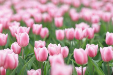 hk çiçek ile renkli bir Lale alan göster: 2018