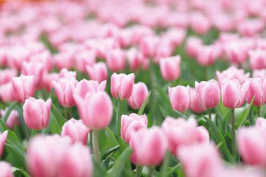 hk çiçek ile renkli bir Lale alan göster: 2018