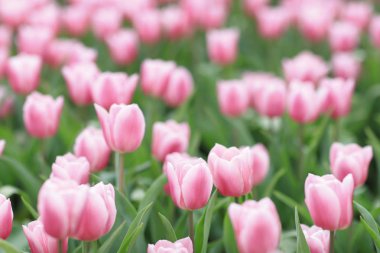 hk çiçek ile renkli bir Lale alan göster: 2018