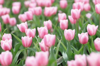 hk çiçek ile renkli bir Lale alan göster: 2018