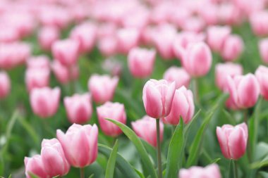 hk çiçek ile renkli bir Lale alan göster: 2018