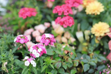 bir karanfil barbatus çiçek çiçek yatak 