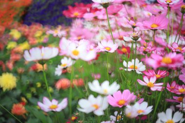 Güzel Cosmos çiçek alan bir açık