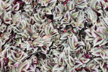 Tradescantia zebrina arka zemin yeşil yaprakları