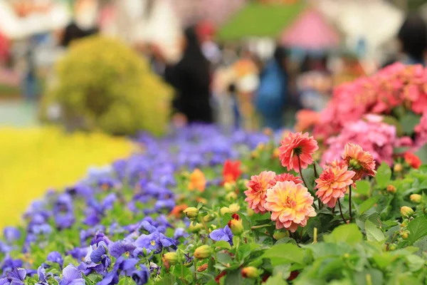 Tricolor pansy blomma växt naturlig bakgrund, — Stockfoto