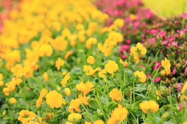 Tricolor pansy flor planta natural fondo , —  Fotos de Stock