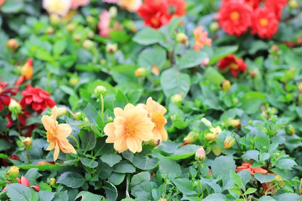 Ramo de la belleza Multicolor Dahlia Flor —  Fotos de Stock