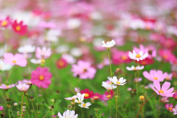 Kozmosz-bipinnatus színes tavaszi virágágyás — Stock Fotó