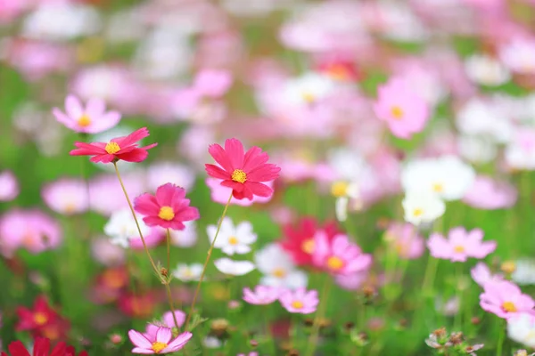 Kozmosz-bipinnatus színes tavaszi virágágyás — Stock Fotó