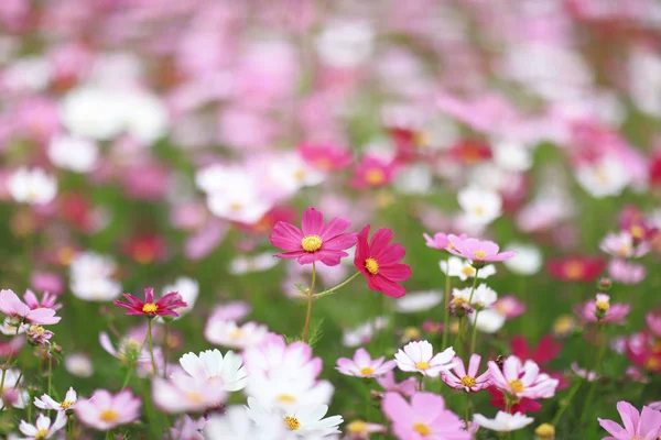 Cosmea kleur bloem bed in het voorjaar — Stockfoto