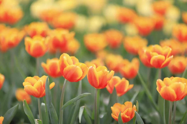 Les Différentes fleurs et les tulipes fleuries chez hk — Photo