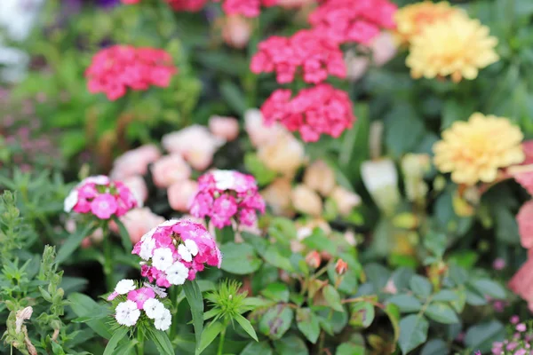 Dianthus barbatus kwiat kwiat łóżko — Zdjęcie stockowe