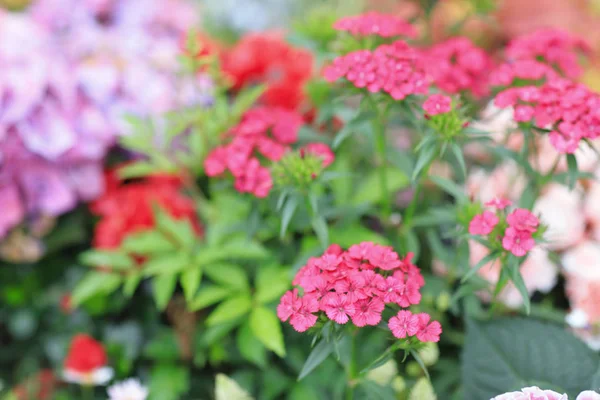 Una flor dianthus barbatus de lecho de flores —  Fotos de Stock