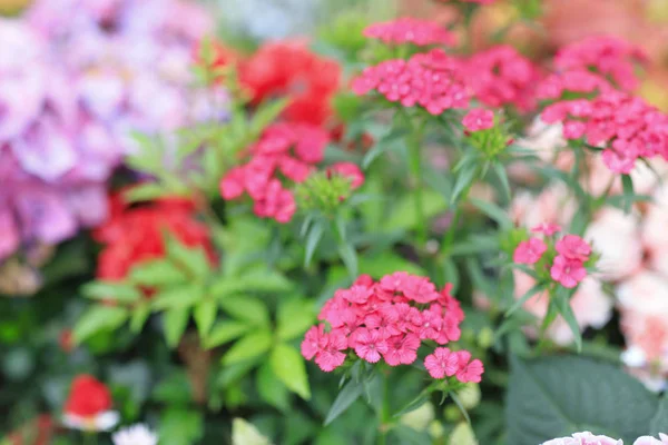 Uma flor de dianthus barbatus de canteiro de flores — Fotografia de Stock