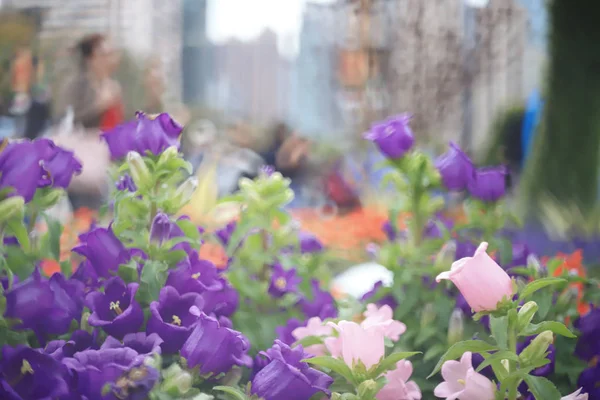 Flores de flor de sino no jardim, close-up — Fotografia de Stock