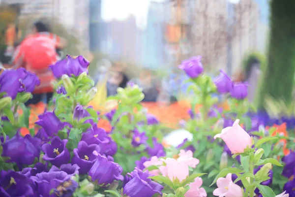 Flores de flor de sino no jardim, close-up — Fotografia de Stock