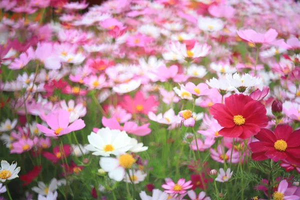 屋外で美しいコスモスの花畑 — ストック写真