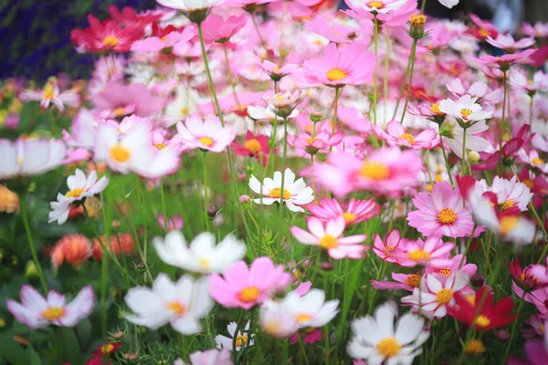屋外で美しいコスモスの花畑 — ストック写真