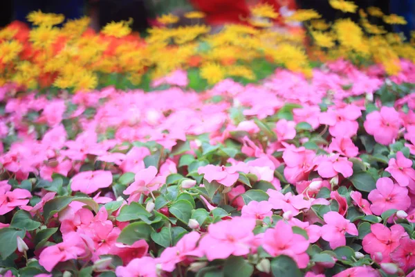 緑の葉を持つイラクサの花. — ストック写真
