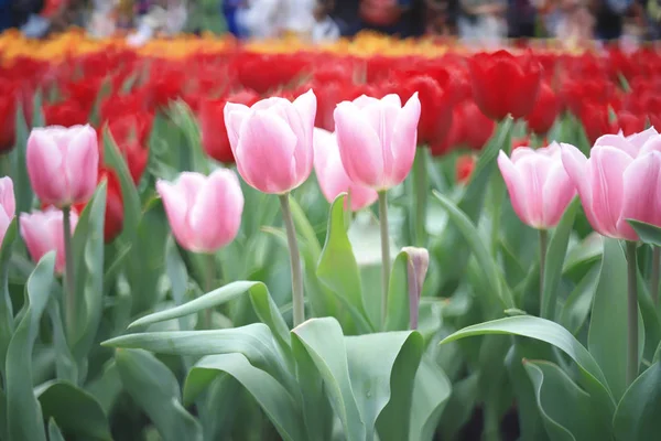 Il Flower show hong kong al Victoria Park — Foto Stock