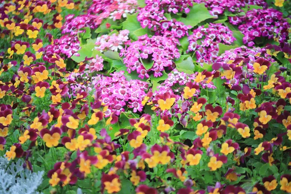 トリコロールパンジー花植物｜自然背景, — ストック写真