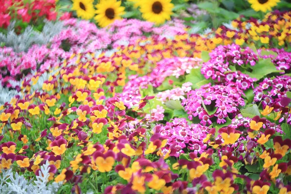 トリコロールパンジー花植物｜自然背景, — ストック写真