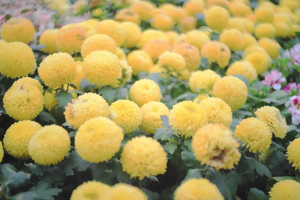 Um buquê de belas flores multicoloridas de Dahlia — Fotografia de Stock