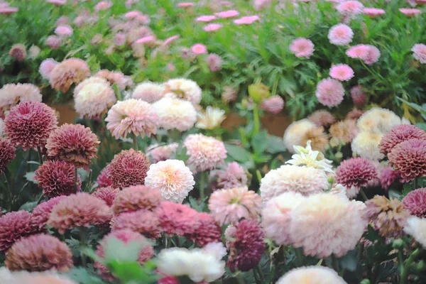 Egy gyönyörű többszínű Dahlia virág csokor — Stock Fotó