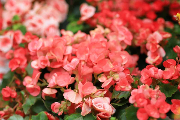 La imagen borrosa y desenfocada de la flor de begonia — Foto de Stock